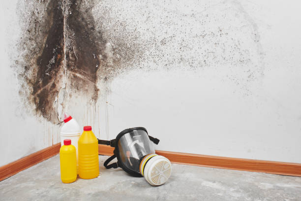 La Quinta, CA Mold Removal Company