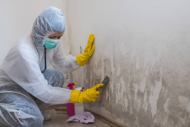 Office Mold Removal Services in La Quinta, CA