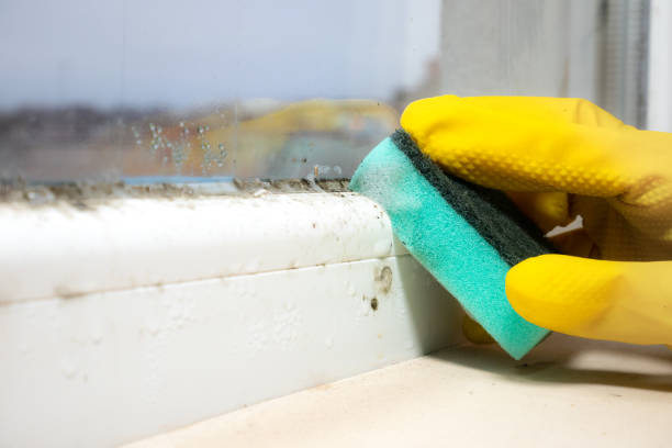 Best Black Mold Removal  in La Quinta, CA