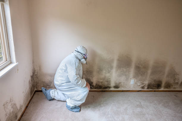 Best Certified Mold Removal  in La Quinta, CA