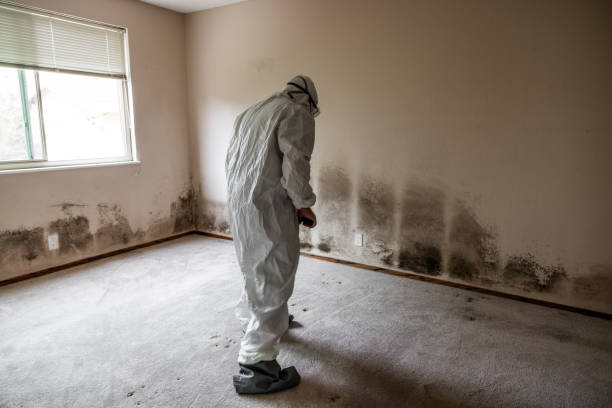Best Residential Mold Removal  in La Quinta, CA